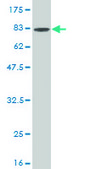 Monoclonal Anti-BMPR1B antibody produced in mouse clone 2F3, purified immunoglobulin, buffered aqueous solution