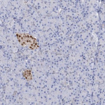 Anti-NKX6-1 antibody produced in rabbit Prestige Antibodies&#174; Powered by Atlas Antibodies, affinity isolated antibody, buffered aqueous glycerol solution