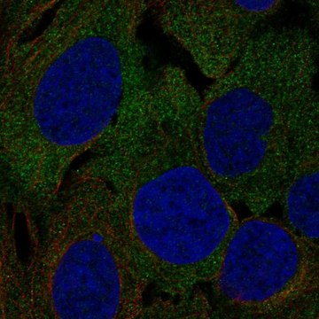 Anti-LRRC4C antibody produced in rabbit Prestige Antibodies&#174; Powered by Atlas Antibodies, affinity isolated antibody