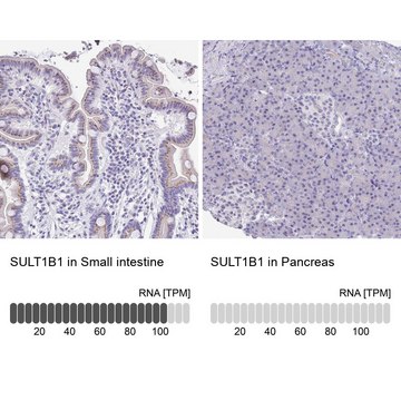 Anti-SULT1B1 antibody produced in rabbit Prestige Antibodies&#174; Powered by Atlas Antibodies, affinity isolated antibody, buffered aqueous glycerol solution