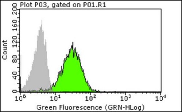 Anti-CD28 Antibody, clone 15E8 clone 15E8, Chemicon&#174;, from mouse