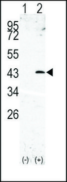 Anti-SPPL3 (N-term) antibody produced in rabbit IgG fraction of antiserum, buffered aqueous solution