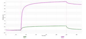 Anti-EB1/MAPRE1 Antibody, clone 1M14 ZooMAb® Rabbit Monoclonal recombinant, expressed in HEK 293 cells