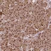 Anti-GNL3L antibody produced in rabbit Prestige Antibodies® Powered by Atlas Antibodies, affinity isolated antibody, buffered aqueous glycerol solution