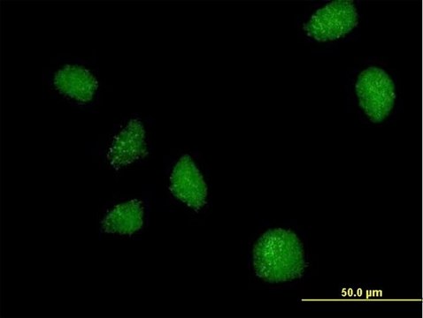 Anti-C21ORF7 antibody produced in mouse purified immunoglobulin, buffered aqueous solution