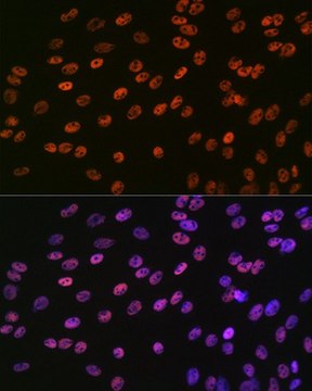 Anti-SMC1 antibody produced in rabbit