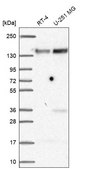 Anti-FAM120A antibody produced in rabbit Prestige Antibodies® Powered by Atlas Antibodies, affinity isolated antibody, buffered aqueous glycerol solution