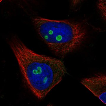 抗-RETSAT 兔抗 Prestige Antibodies&#174; Powered by Atlas Antibodies, affinity isolated antibody