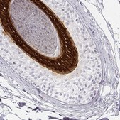 Anti-KRT25 antibody produced in rabbit Prestige Antibodies® Powered by Atlas Antibodies, affinity isolated antibody, buffered aqueous glycerol solution