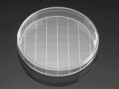 Corning&#174; Falcon&#174; Cell Culture Dish plate diam. × capacity 150 x 25&#160;mm × 45&#160;mL, with 20mm Grid Molded in Base, Tissue Culture (TC)-treated surface, sterile