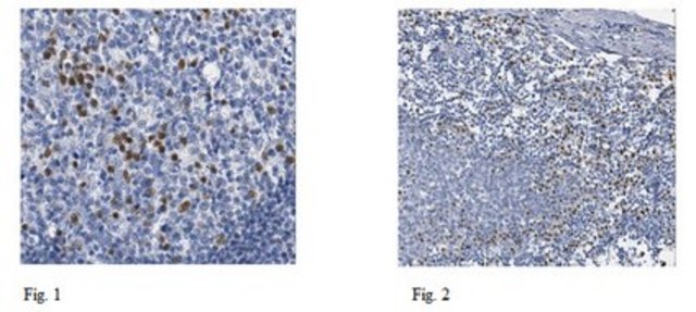 Anti-IRF4 Antibody, clone 3E4 clone 3E4, from rat