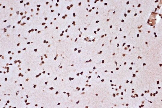 Anti-macroH2A.1 antibody produced in rabbit