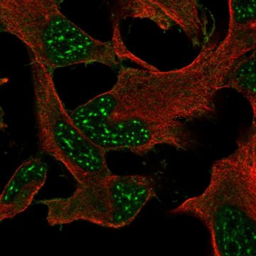 Anti-DRP2 antibody produced in rabbit Prestige Antibodies&#174; Powered by Atlas Antibodies, affinity isolated antibody, buffered aqueous glycerol solution