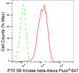 KD-Validated Anti Ribosomal Protein S6 Kinase B2 Antibody, clone 24GB1235, Rabbit Monoclonal clone 24GB1235, recombinant rabbit monoclonal, expressed in HEK293 cells