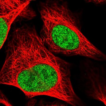 Anti-RAD54L antibody produced in rabbit Prestige Antibodies&#174; Powered by Atlas Antibodies, affinity isolated antibody