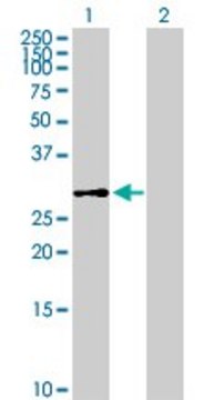 Anti-DHDDS antibody produced in mouse purified immunoglobulin, buffered aqueous solution