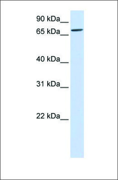 Anti-IL1RAPL2 antibody produced in rabbit affinity isolated antibody