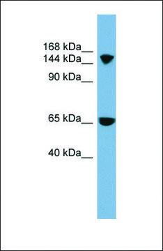 Anti-SLC4A5 antibody produced in rabbit affinity isolated antibody