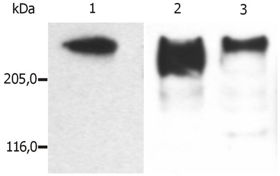 Monoclonal Anti-MAP2, purified produced in mouse