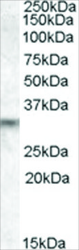 Anti-PRUNE2/BMCC1 antibody produced in goat affinity isolated antibody, buffered aqueous solution