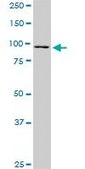 Monoclonal Anti-RASEF, (C-terminal) antibody produced in mouse clone 1E3, purified immunoglobulin, buffered aqueous solution