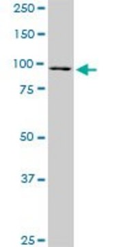 Monoclonal Anti-RASEF, (C-terminal) antibody produced in mouse clone 1E3, purified immunoglobulin, buffered aqueous solution