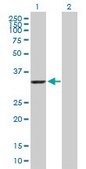 Anti-AKR7A2 antibody produced in mouse purified immunoglobulin, buffered aqueous solution