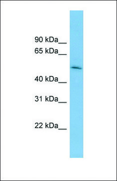 Anti-BRUNOL5 antibody produced in rabbit affinity isolated antibody