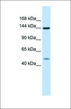 Anti-SF3B1 affinity isolated antibody