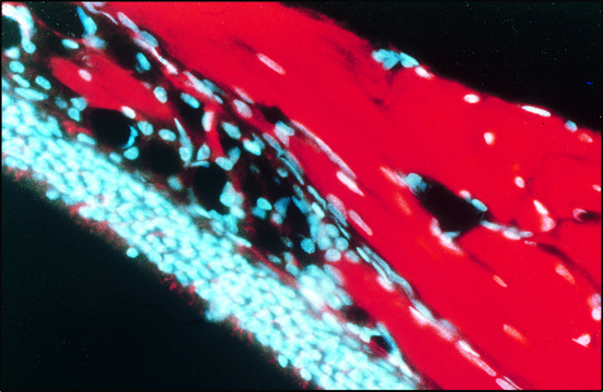 Monoclonal Anti-MAP1b antibody produced in mouse clone AA6, ascites fluid