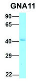 Anti-GNA11 (C-terminal) antibody produced in rabbit affinity isolated antibody