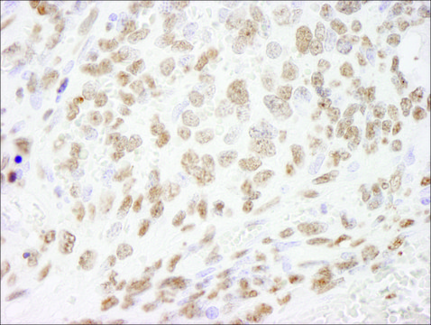 Rabbit anti-Histone H3 Antibody, Affinity Purified Powered by Bethyl Laboratories, Inc.