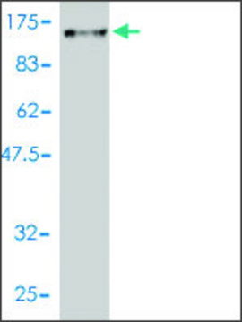 Monoclonal Anti-DNAI1 antibody produced in mouse clone 2D10-2A5, purified immunoglobulin, buffered aqueous solution