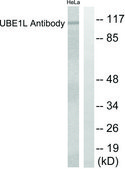 Anti-UBE1L, antibody produced in rabbit affinity isolated antibody