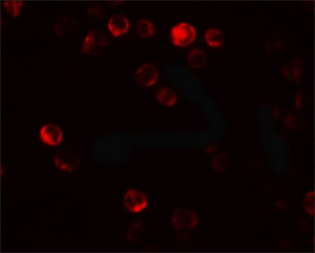 Anti-ATG2B antibody produced in rabbit affinity isolated antibody