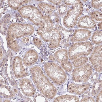 Anti-FAM153A antibody produced in rabbit Prestige Antibodies&#174; Powered by Atlas Antibodies, affinity isolated antibody, buffered aqueous glycerol solution