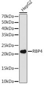 Anti-RBP4 Antibody, clone 8O0V8, Rabbit Monoclonal