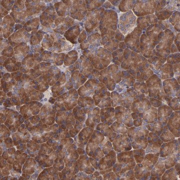 Anti-EIF4ENIF1 antibody produced in rabbit Ab1, Prestige Antibodies&#174; Powered by Atlas Antibodies, affinity isolated antibody, buffered aqueous glycerol solution