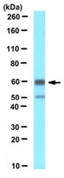 Anti-Pex14 (peroxisomal membrane marker) Antibody serum, from rabbit