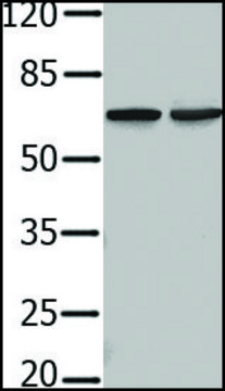 Anti-PIF1 antibody produced in rabbit affinity isolated antibody