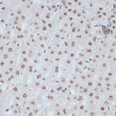 Anti-Phospho-CDK1-Y15 antibody produced in rabbit