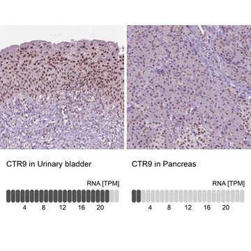 Anti-CTR9 antibody produced in rabbit Prestige Antibodies&#174; Powered by Atlas Antibodies, affinity isolated antibody, buffered aqueous glycerol solution