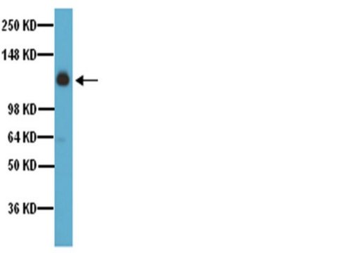 Anti-Integrin &#945;5 Antibody, CT, Intracellular serum, Chemicon&#174;