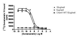 ChemiSCREEN Membrane Preparation Recombinant Human sst2 Somatostatin Receptor Human sst2 GPCR membrane preparation for Radioligand binding Assays &amp; GTPγS binding.