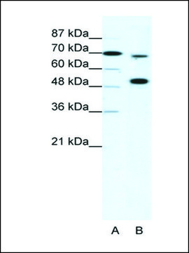 Anti-MLL4 antibody produced in rabbit IgG fraction of antiserum