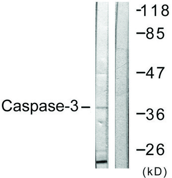 Anti-CASP3 antibody produced in rabbit affinity isolated antibody