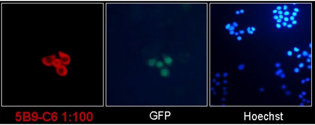 Anti-SARS-CoV-2 nucleocapsid Antibody, clone 5B9-C6