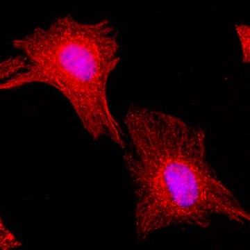 Anti-alpha-Tubulin antibody, Rabbit monoclonal recombinant, expressed in HEK 293 cells, clone RM113, purified immunoglobulin