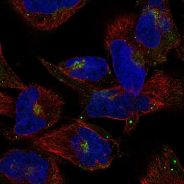 Anti-COG2 antibody produced in rabbit Prestige Antibodies&#174; Powered by Atlas Antibodies, affinity isolated antibody