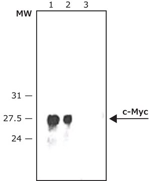 抗 c-Myc&#8722;过氧物酶 兔抗 affinity isolated antibody, buffered aqueous solution